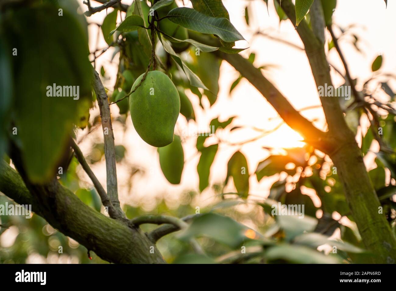 Green mangoes on the tree. Mango trees growing in a field in Asia