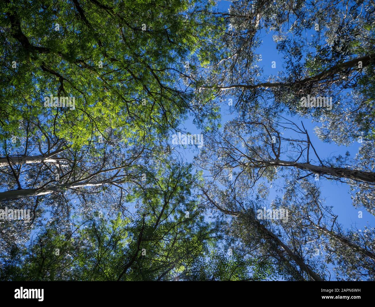 Low angle shot of a lot of tall green-leafed trees under the beautiful ...