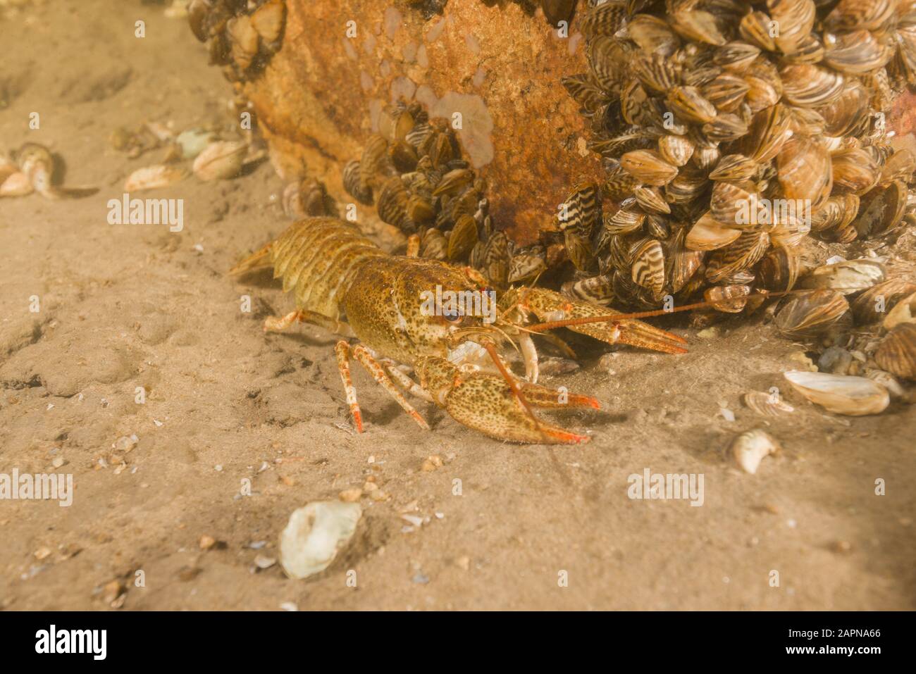 River crayfish (Astacus leptodactylus, Astacus astacus) on sandy bottom.  Dnieper River, Zaporizhia Oblast (region), Ukraine, Eastern Europe Stock Photo