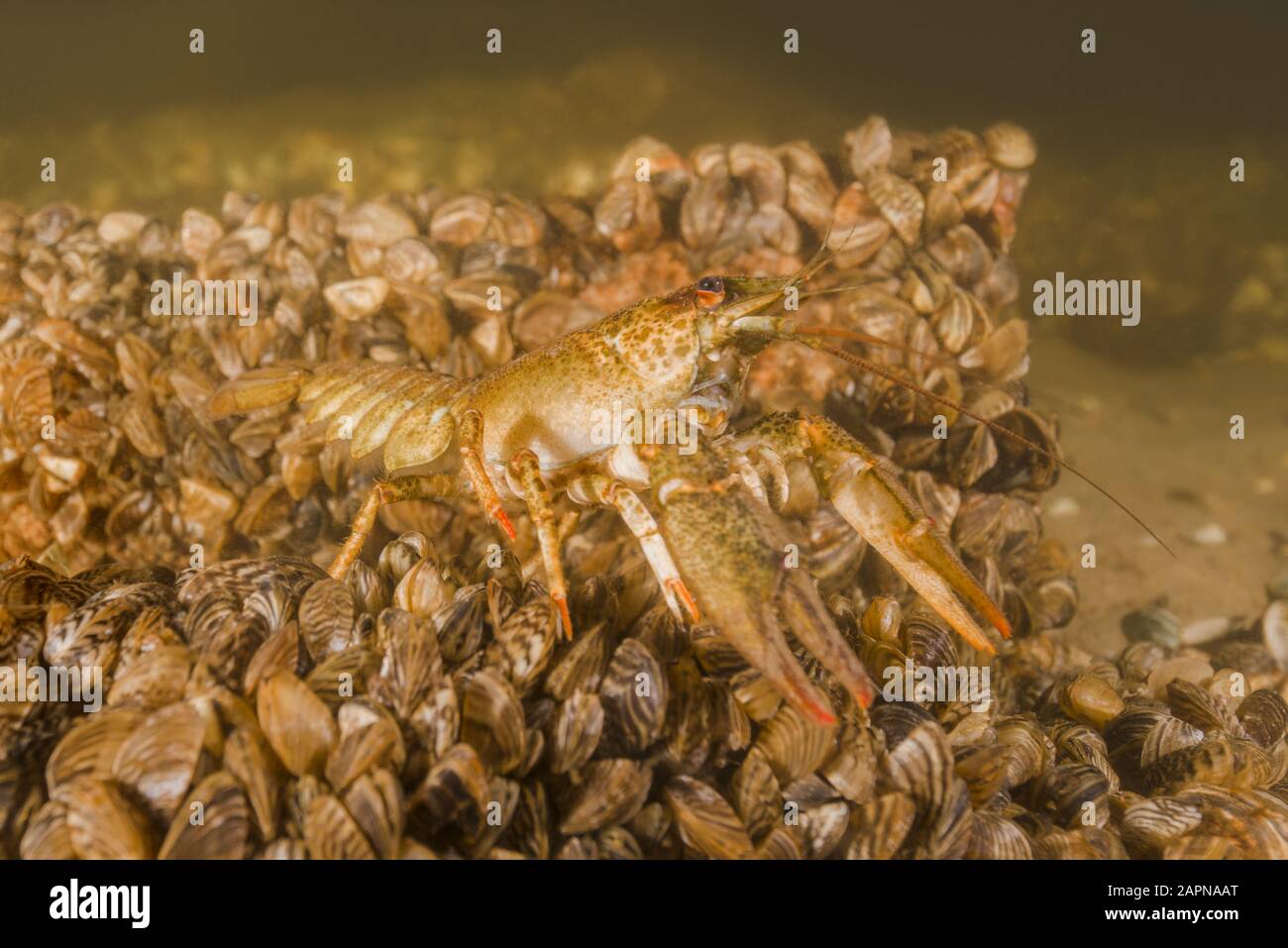 River crayfish (Astacus leptodactylus, Astacus astacus) on a colony bivalves mollusks Zebra mussel (Dreissena polymorpha). Dnieper River, Zaporizhia O Stock Photo