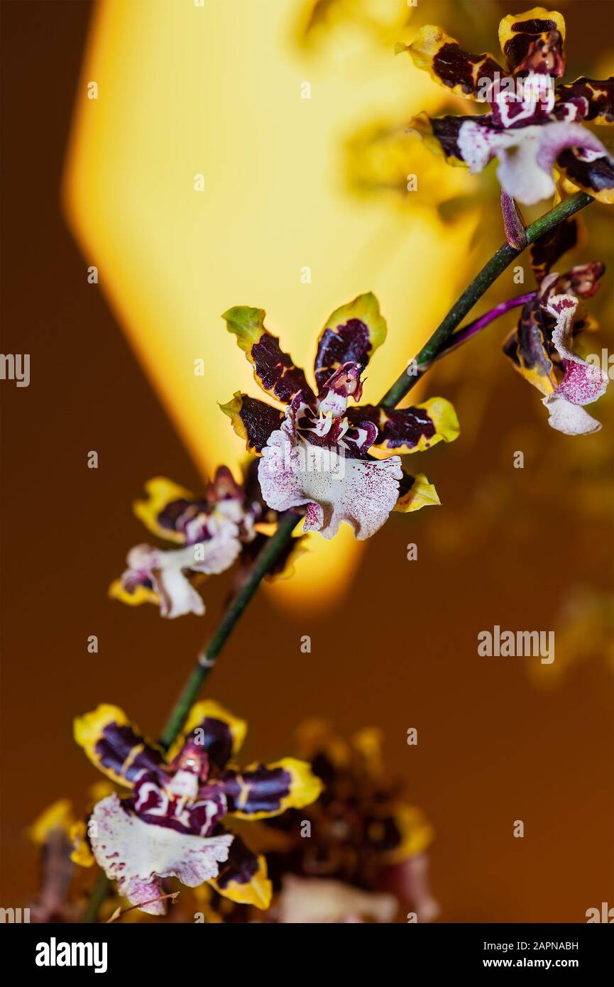 Colorful Exotic Orchid. Close-up of glossy yellow and purple petals orchid with purple spots on white lip, on blurry background. Stock Photo