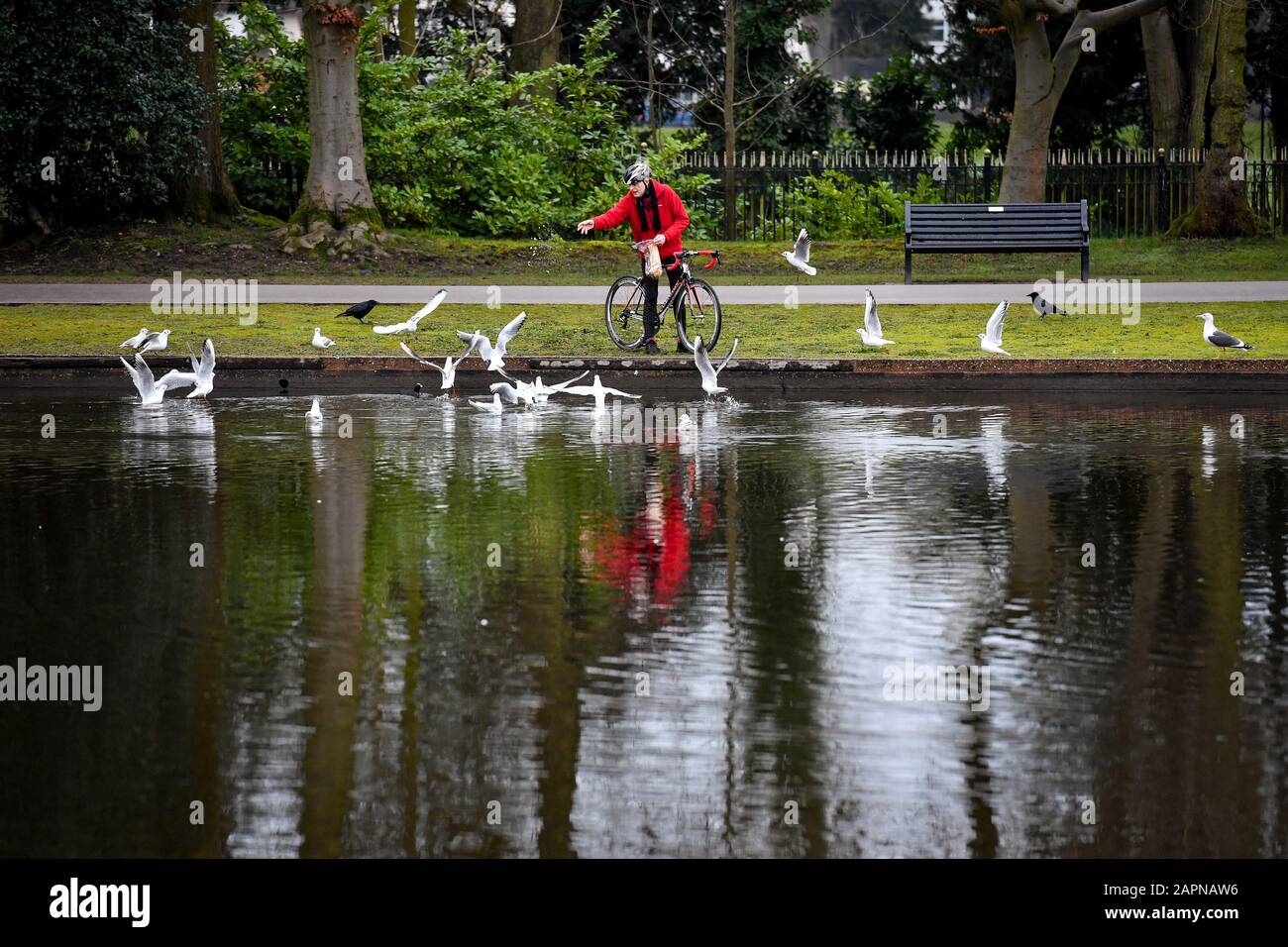 A cyclist pauses to feed gulls on a grey and gloomy morning at Cannon Hill Park, Birmingham. Stock Photo