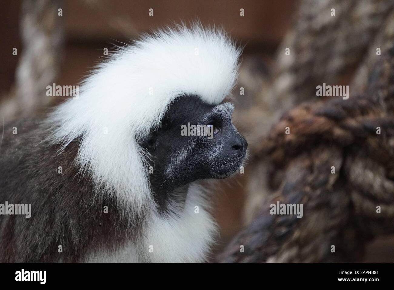 cotton top tamarin Stock Photo