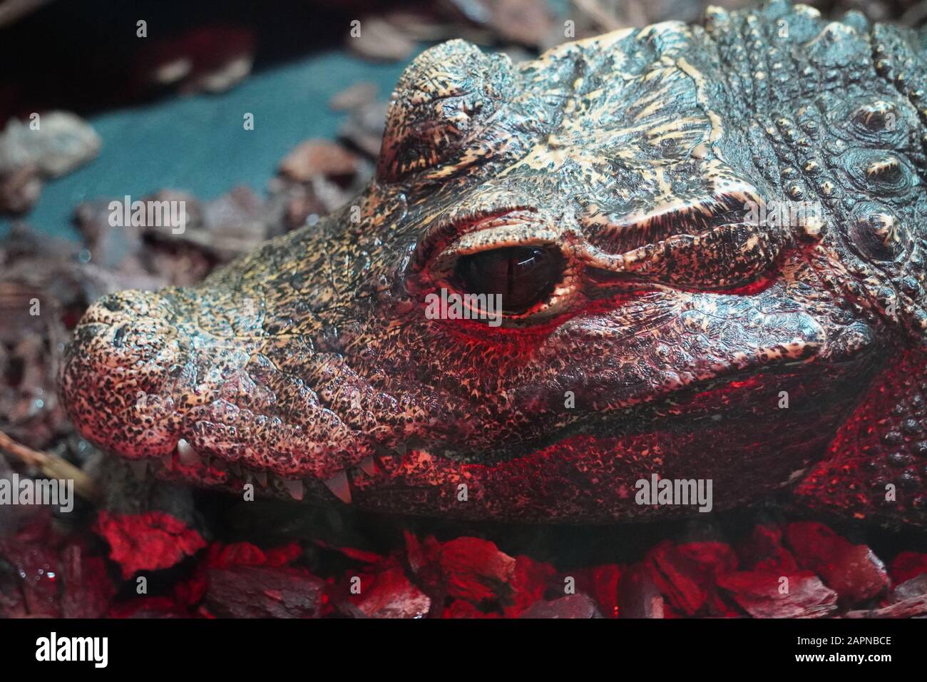 African dwarf crocodile Stock Photo