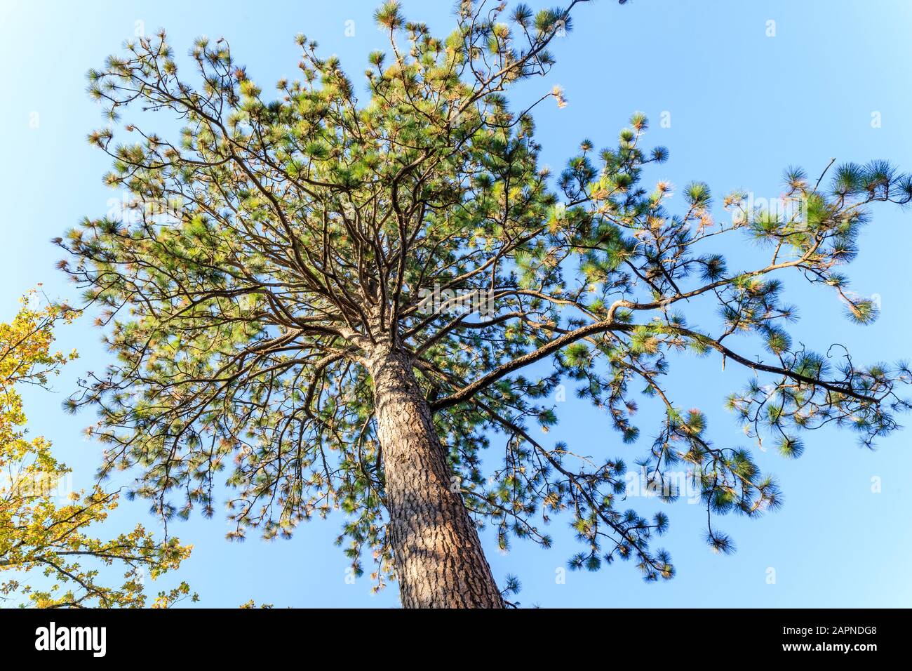 Bull pine tree hi-res stock photography and images - Alamy