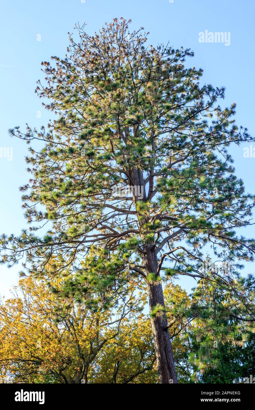 Ponderosa pine, Pinus ponderosa, Arboretum national des Barres, France Stock Photo