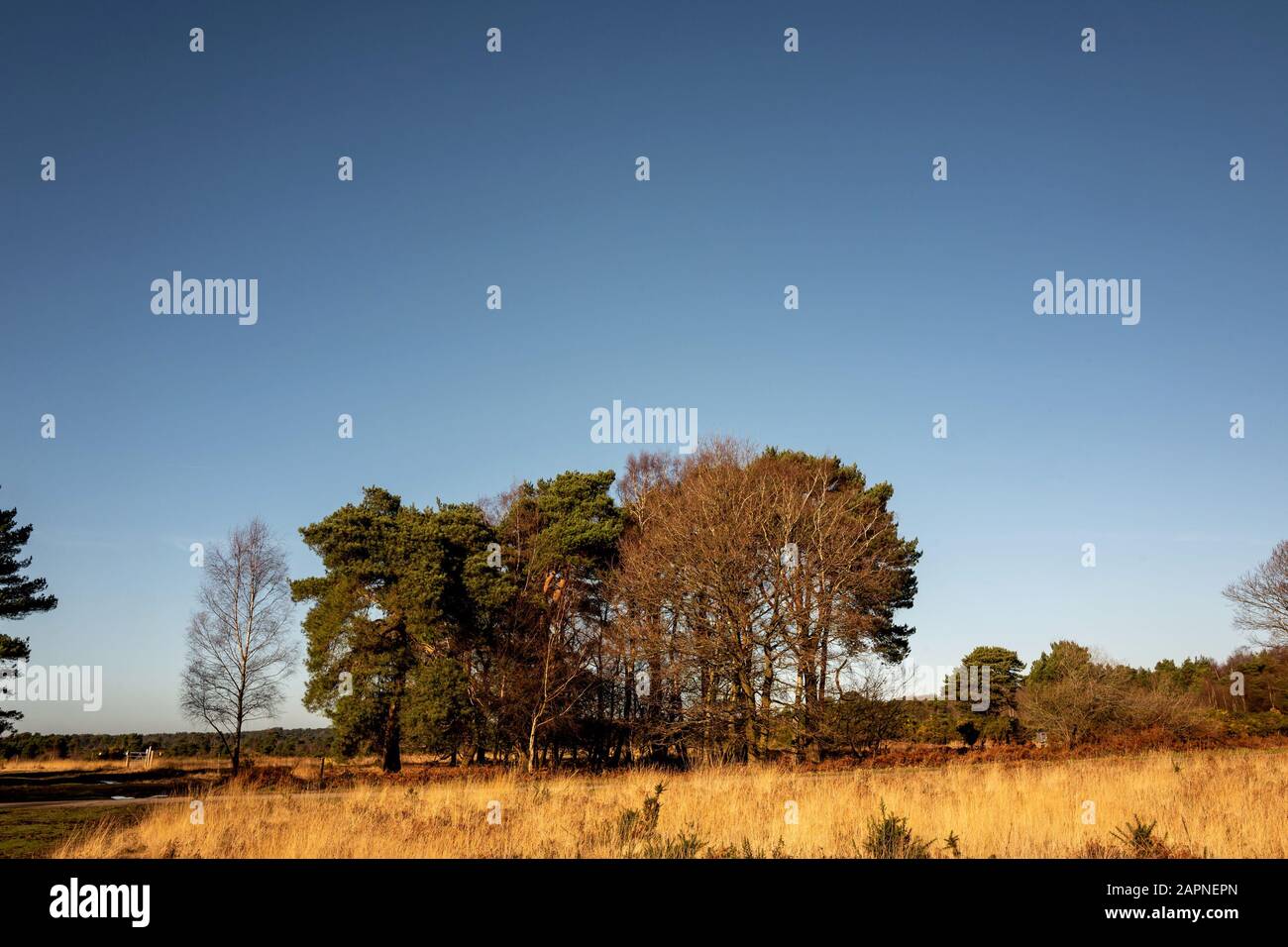 Walking in Ashdown Forest Stock Photo