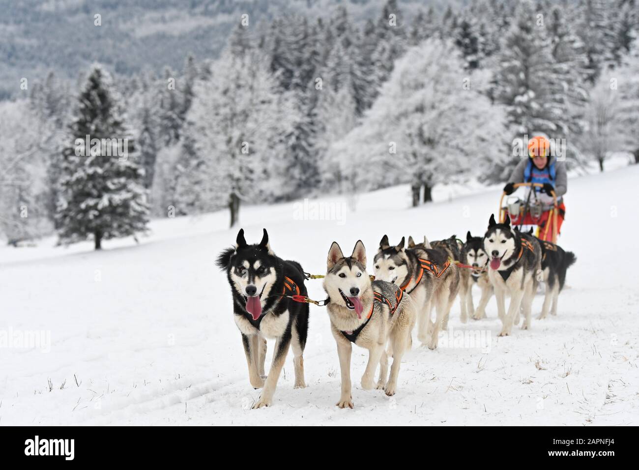 Mushers High Resolution Stock Photography and Images - Alamy