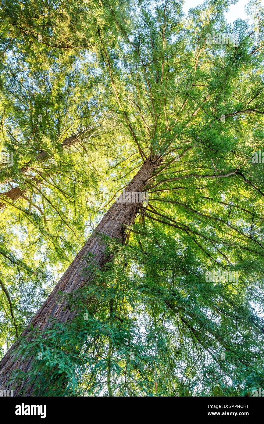 Sequoia sempervirens, Arboretum national des Barres Stock Photo