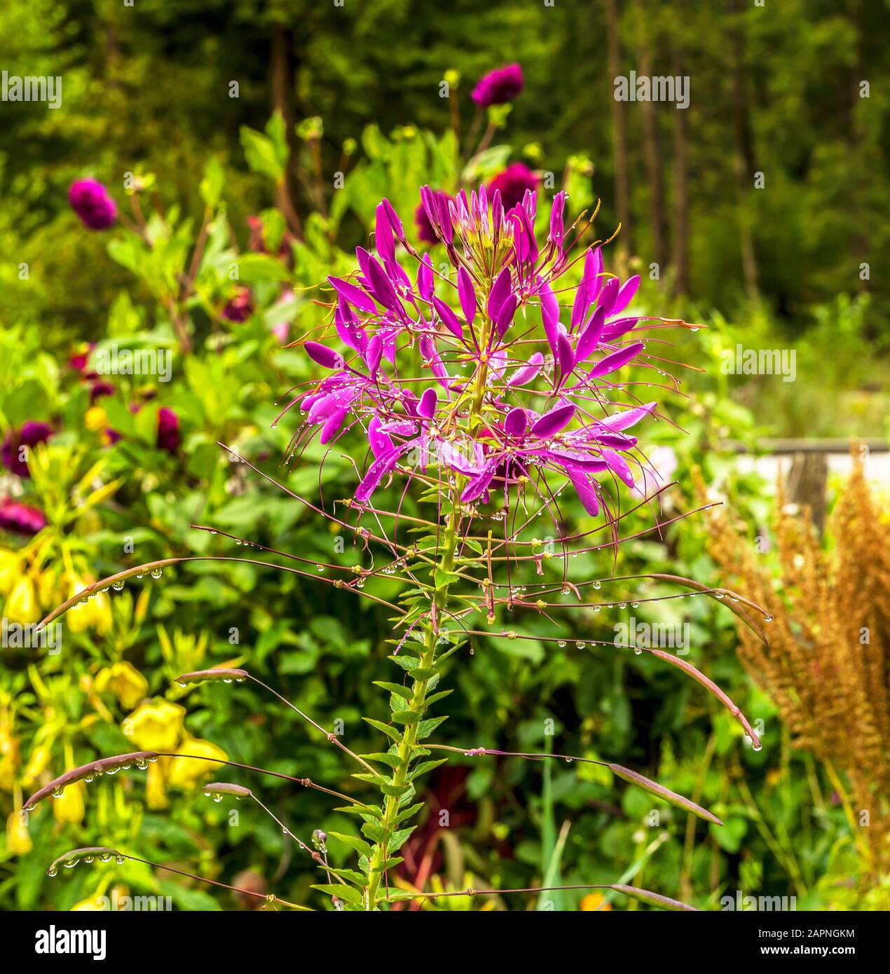 Flowers blooming after rain hi-res stock photography and images - Alamy