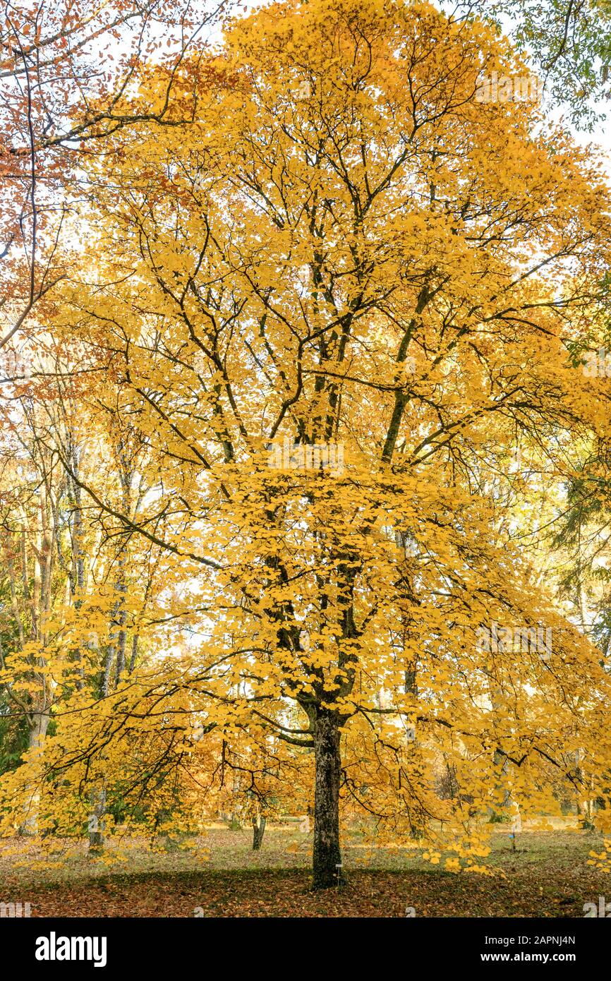 Italian maple, Acer opalus ssp. obtusatum, Arboretum national des Barres Stock Photo