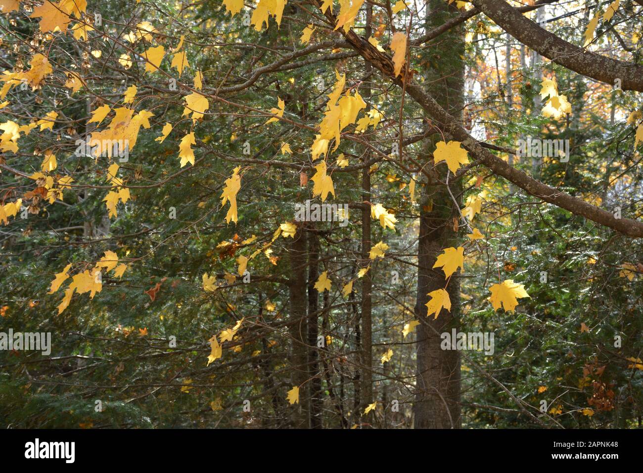 Falling yellow maple leaves hi-res stock photography and images - Alamy