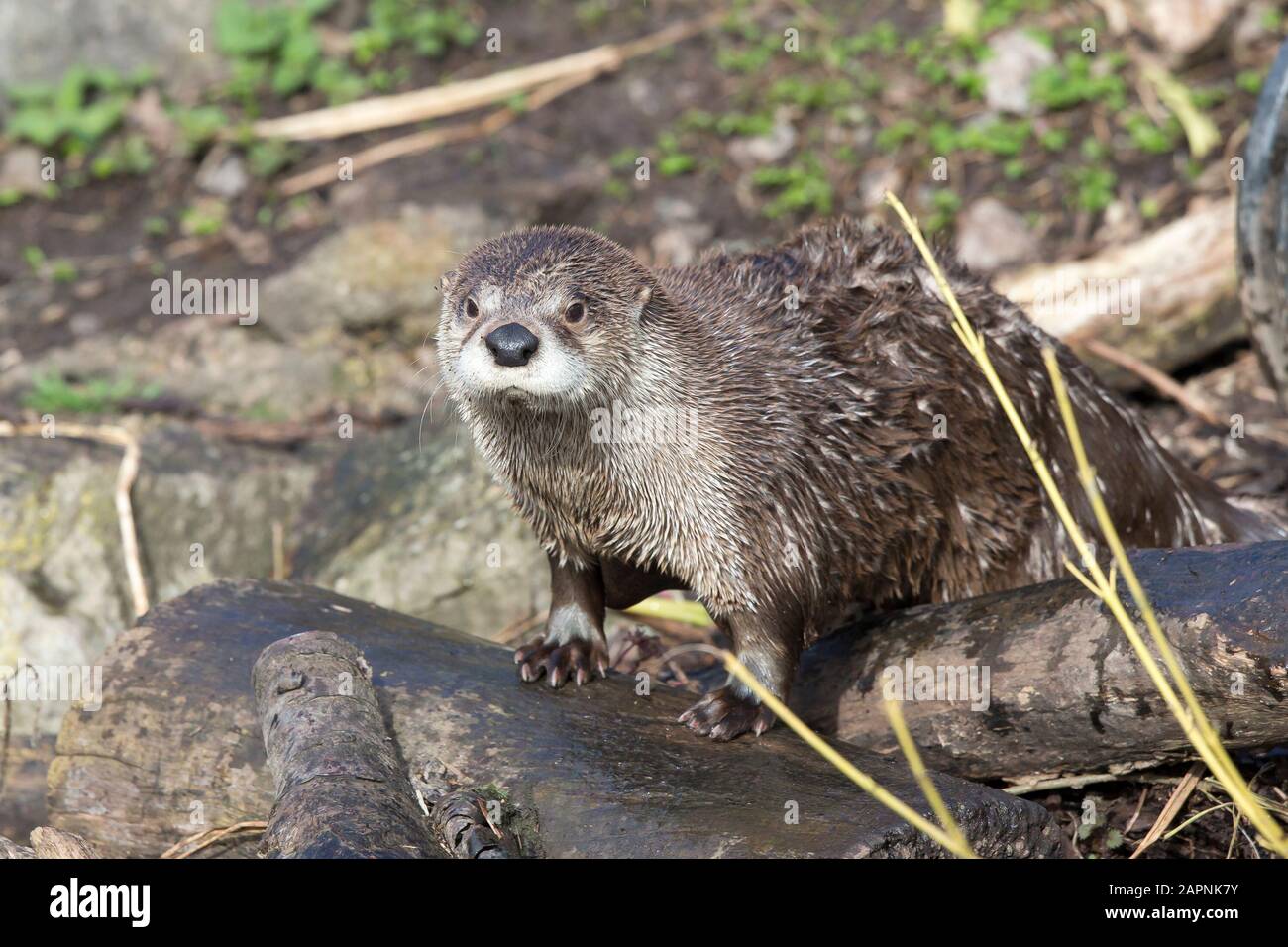 Front view close up of North American River otter (Lontra canadensis) isolated in captivity in outdoor enclosure at WWT Slimbridge, UK. Stock Photo