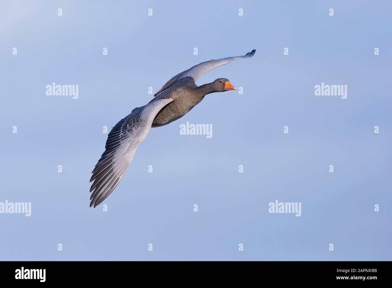 Wild UK greylag goose (Anser anser) isolated in midair flight wings spread, flying in blue winter sky. Greylag geese UK wildlife. Stock Photo