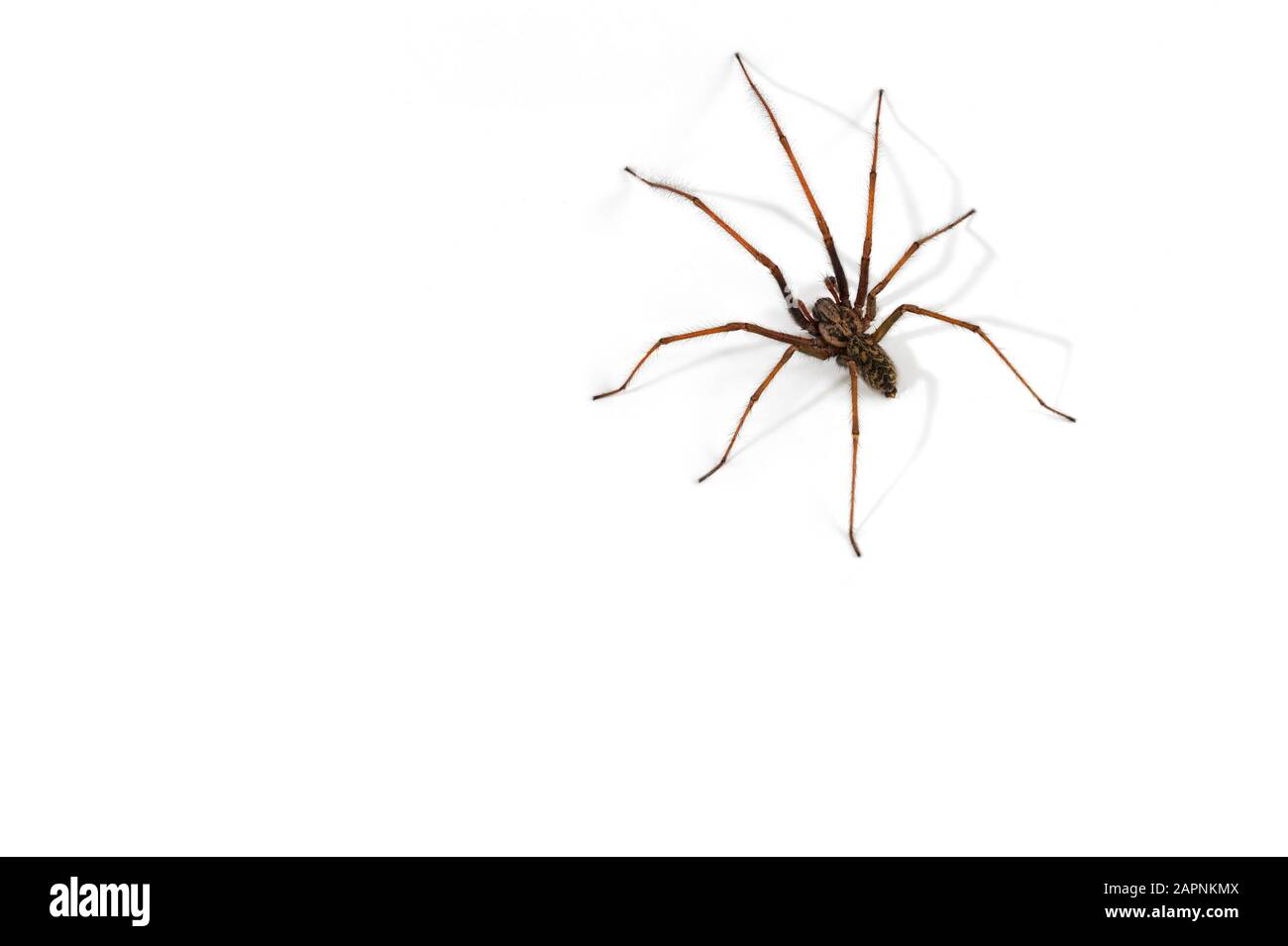 European common house spider (Tegenaria atrica / Philoica atrica) male  against white background Stock Photo - Alamy