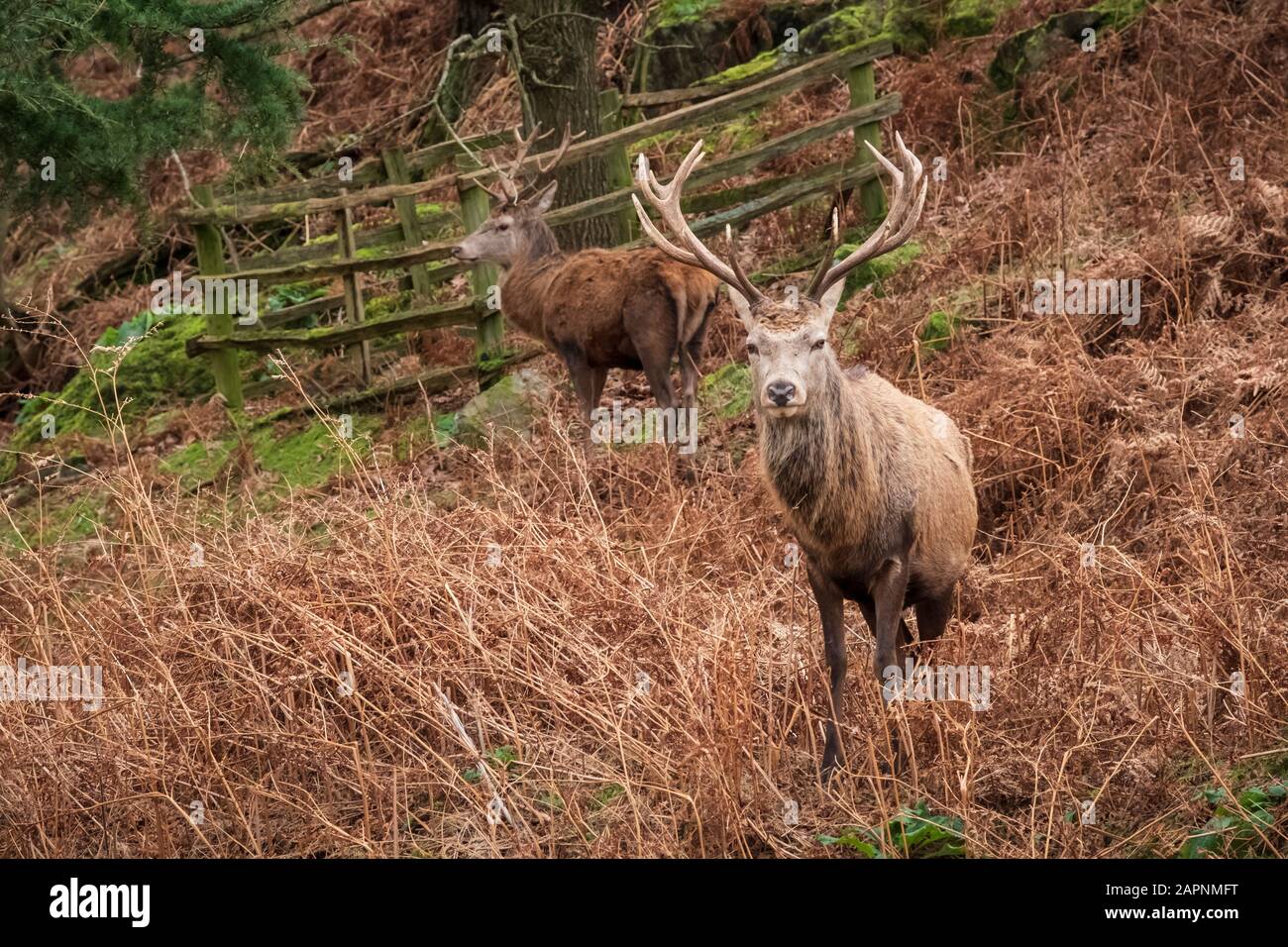 Red deer stags in their brown winter coats in bracken. Stock Photo