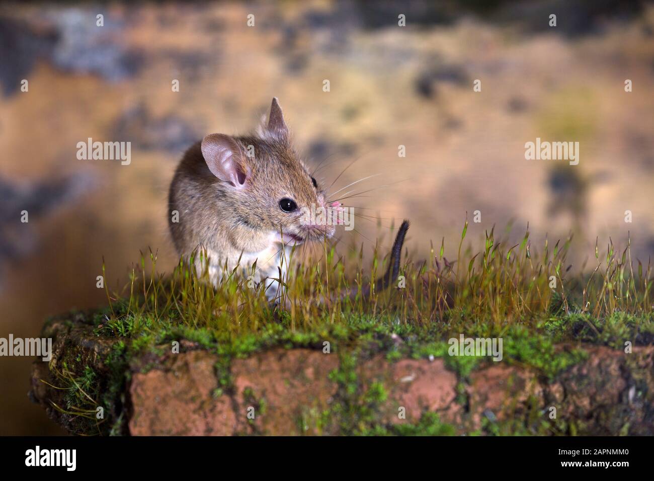 mouse in moss Stock Photo Alamy