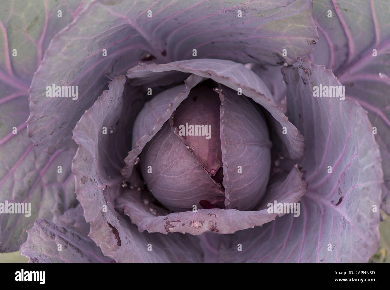 Red cabbage growing in vegetable garden. Stock Photo