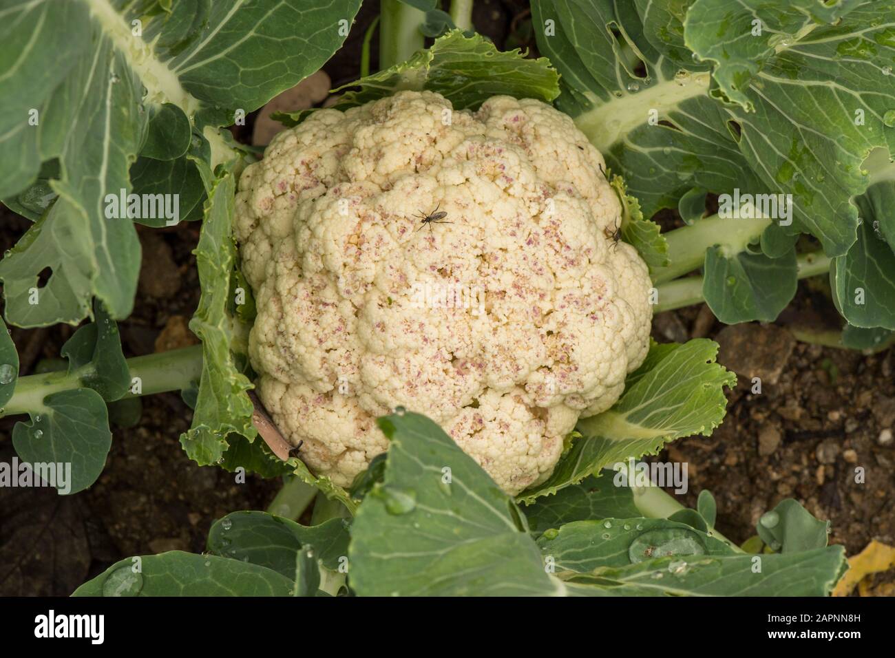 Close up of Cauliflower heads plants, Cauliflowers, growing in vegetable garden. Stock Photo