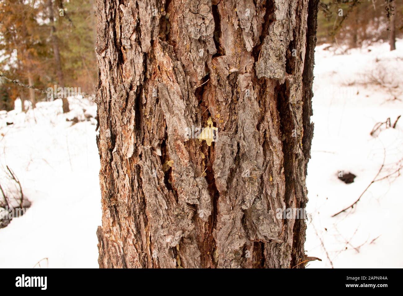 The trunk and bark of a Western Larch, (Larix occidentalis). The spots of tree sap may indicate the onset of beetle damage. Winter. Troy, Montana. Oth Stock Photo