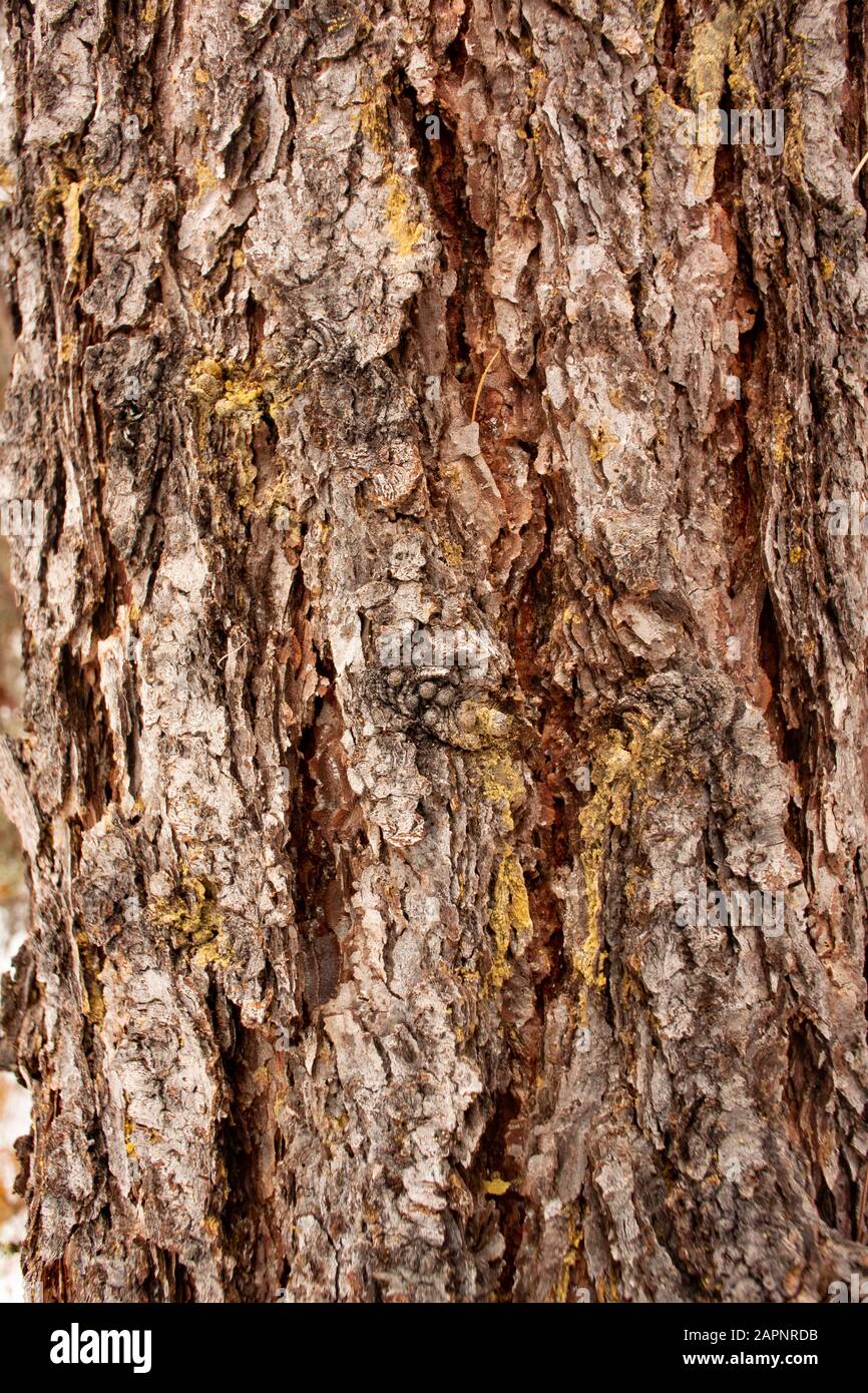 The trunk and bark of a Western Larch, (Larix occidentalis). The spots of tree sap may indicate the onset of beetle damage. Winter. Troy, Montana. Oth Stock Photo