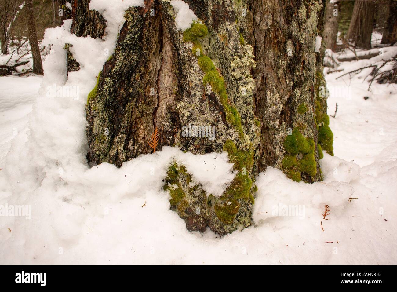 The base of the trunk of an old growth Western Larch, (Larix occidentalis). Winter. Troy, Montana. Other common names of L. occidentalis include , tam Stock Photo