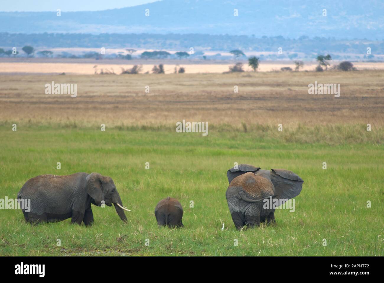 A herd of elephants romping around in a swamp Stock Photo