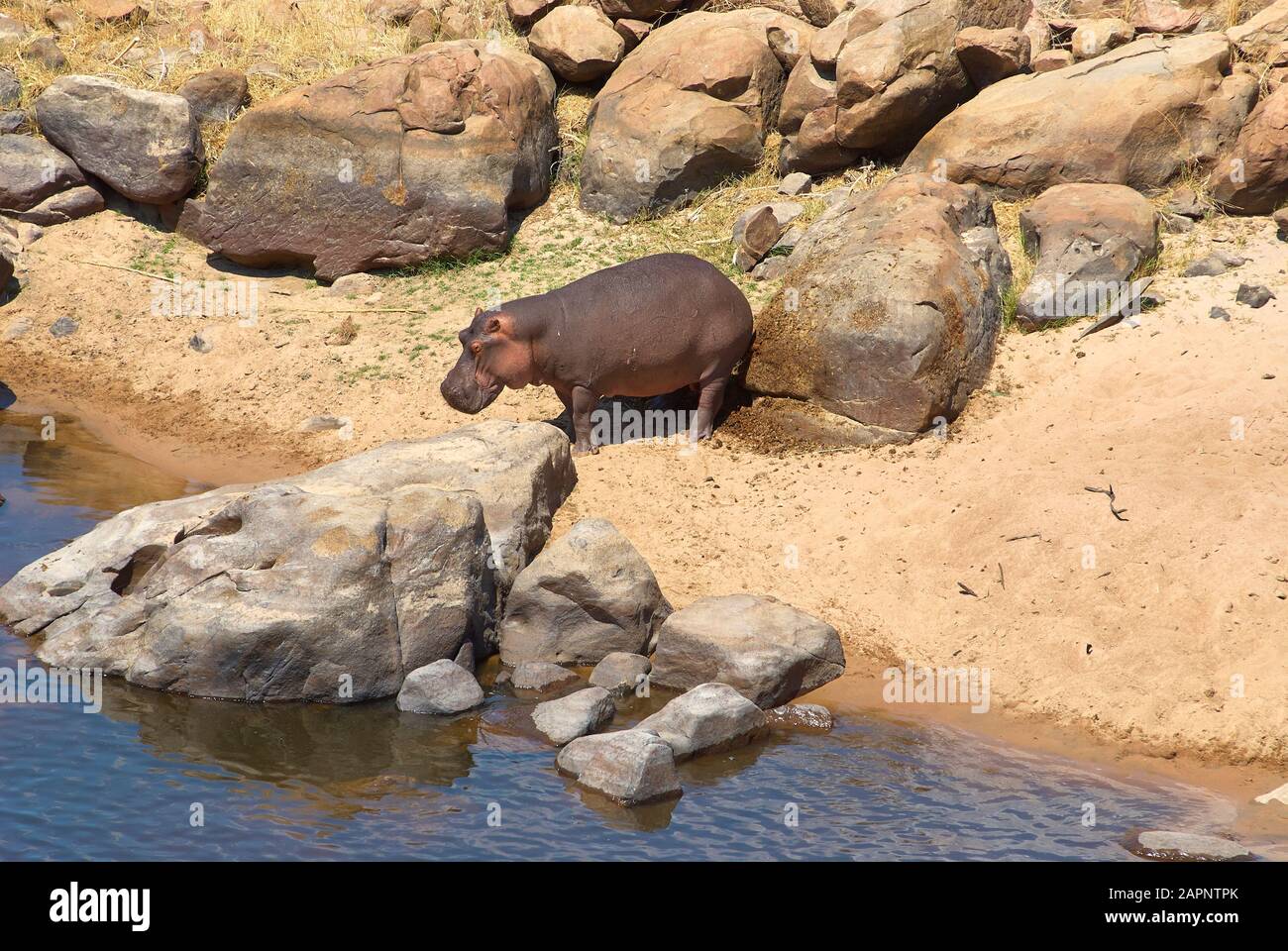 A Hippo relieving itself outside water at a "Hippo toilet" spot Stock