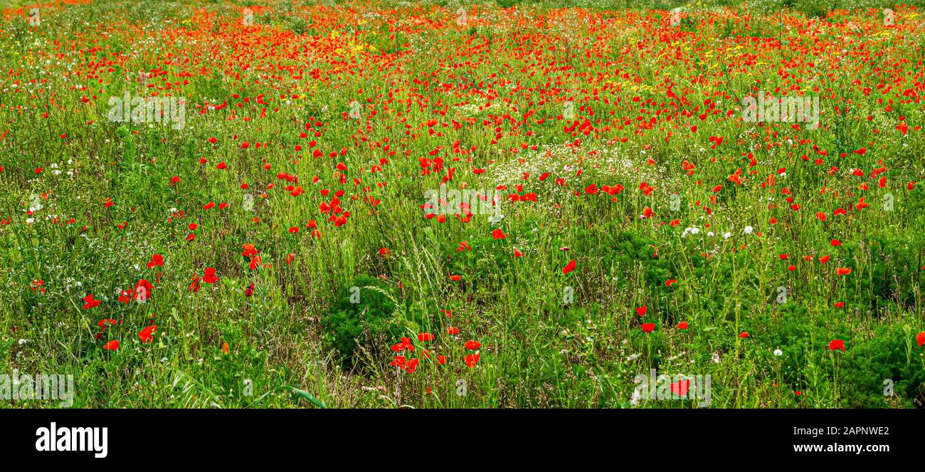 Rolling Poppy Fields In Flanders Ww1 World War 1 Battlefield