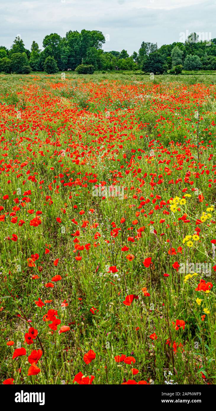 Rolling Poppy Fields In Flanders Ww1 World War 1 Battlefield