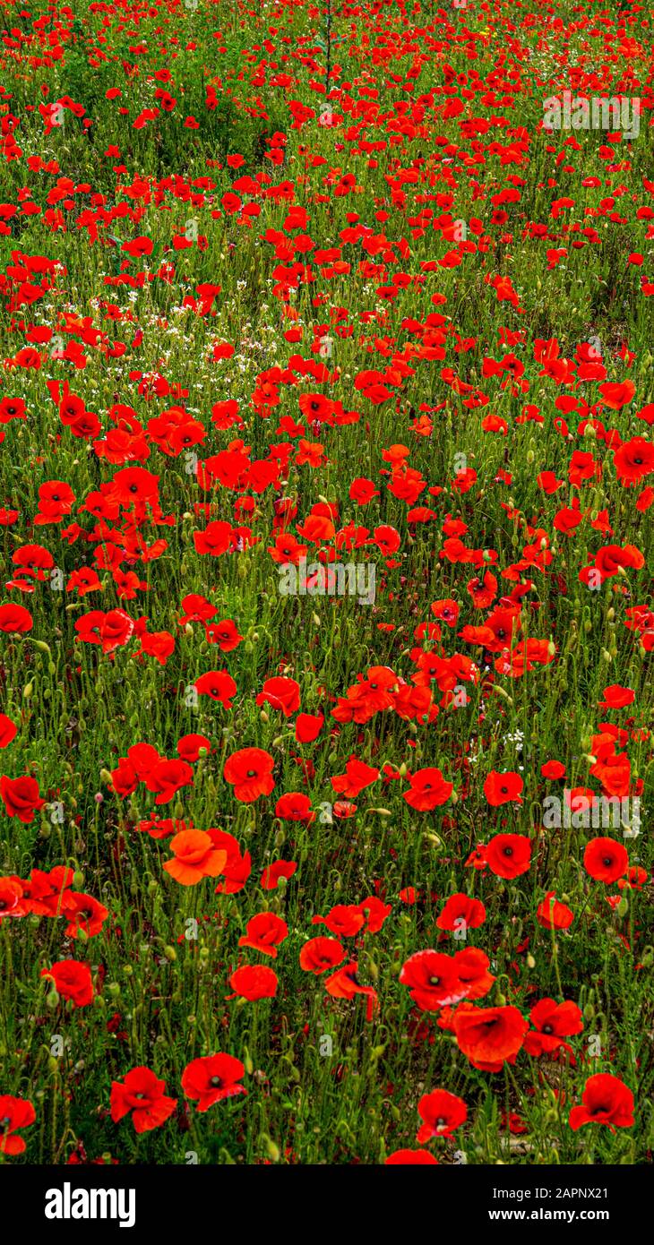 Rolling Poppy Fields In Flanders Ww1 World War 1 Battlefield