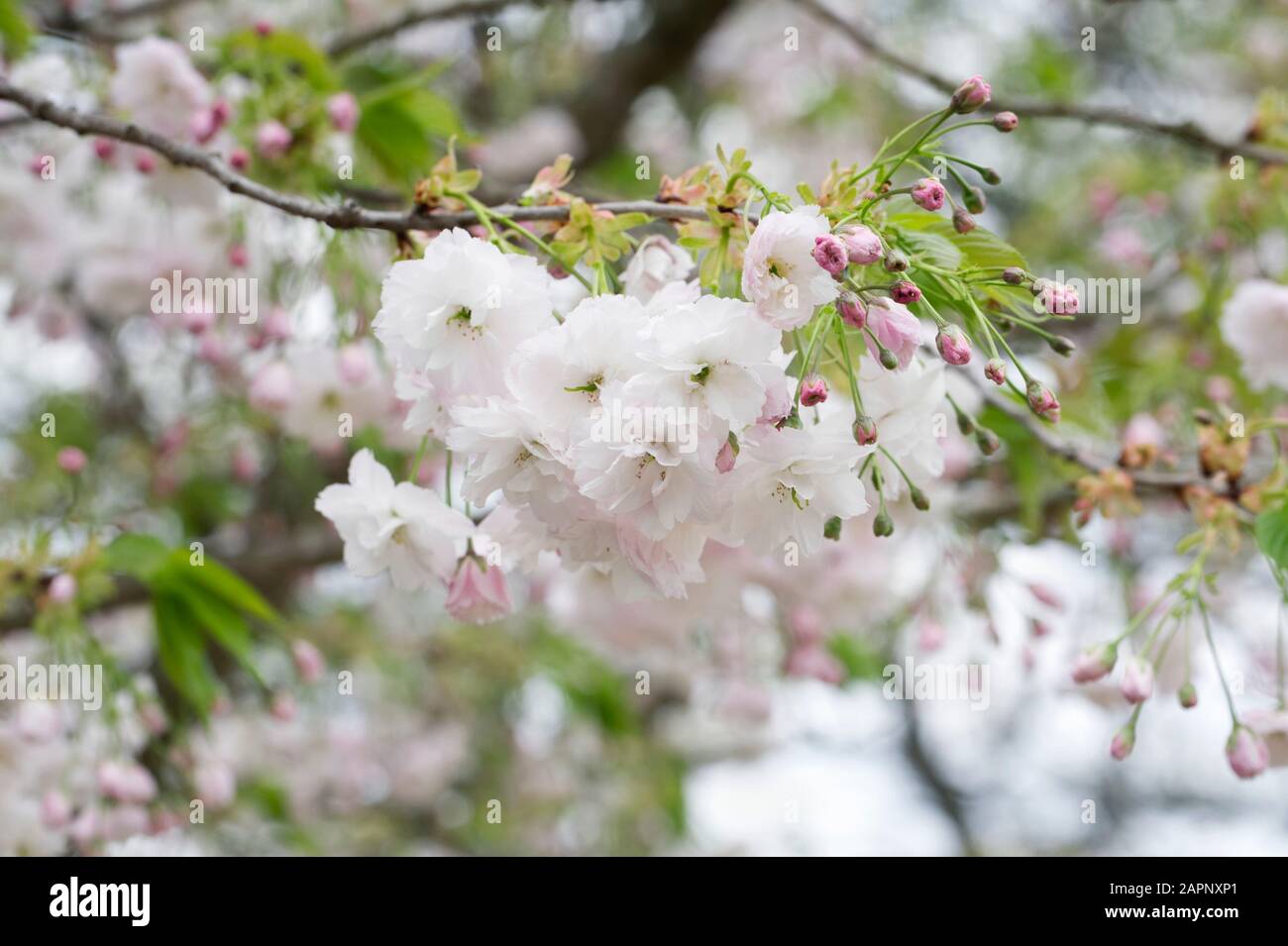 Prunus 'Choshu-Hizakuru' blossom. Stock Photo