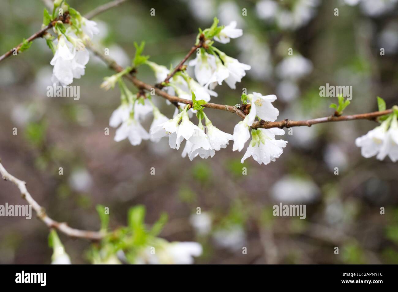 Prunus incisa 'Yamadei' blossom in Spring. Stock Photo