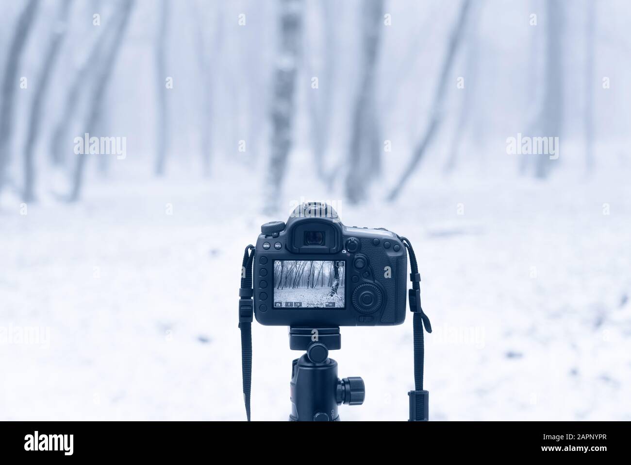 Camera on a tripod, shooting a landscape in the winter forest Stock Photo -  Alamy