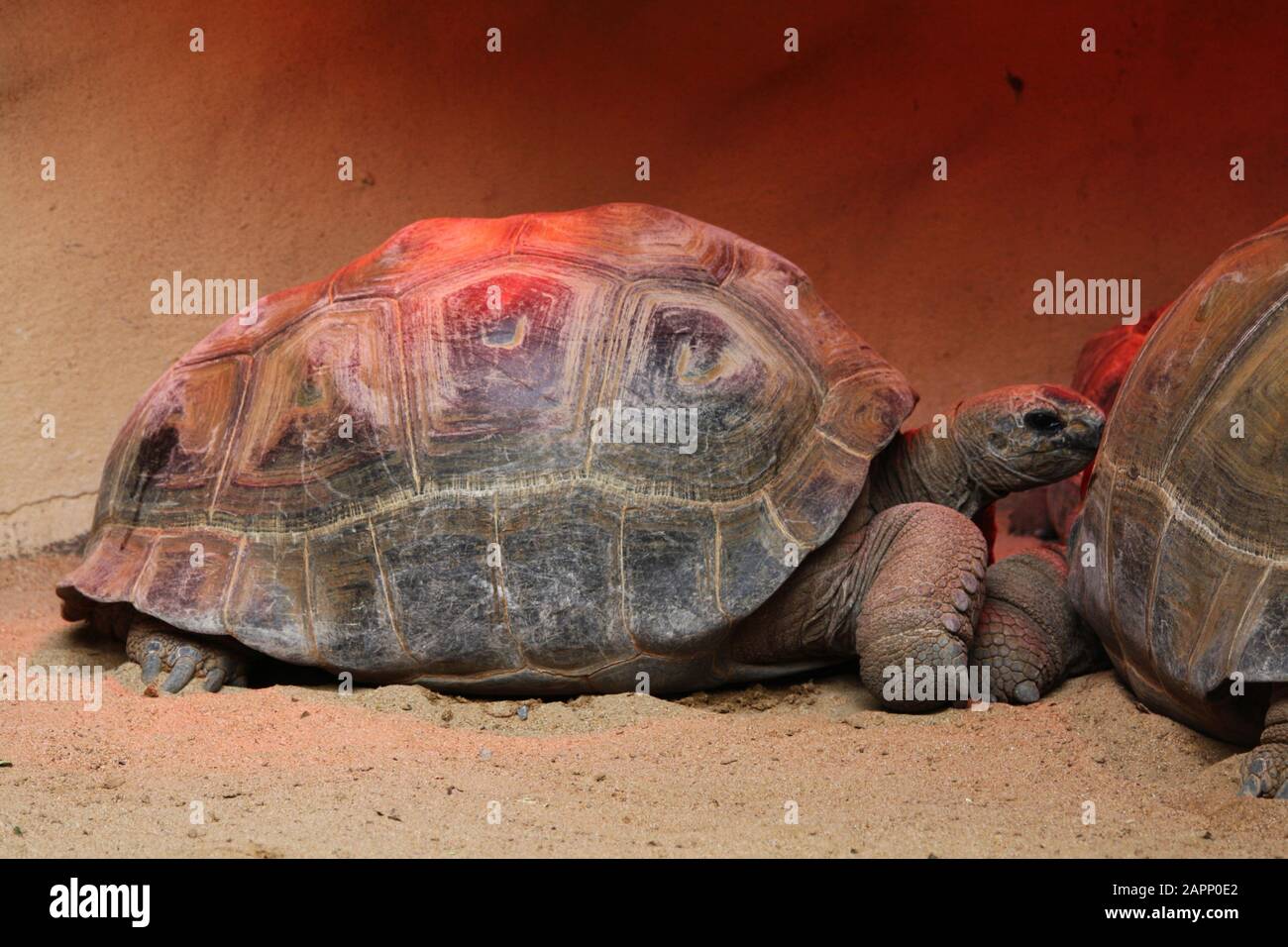 Aldabra riesenschildkroete hi-res stock photography and images - Alamy