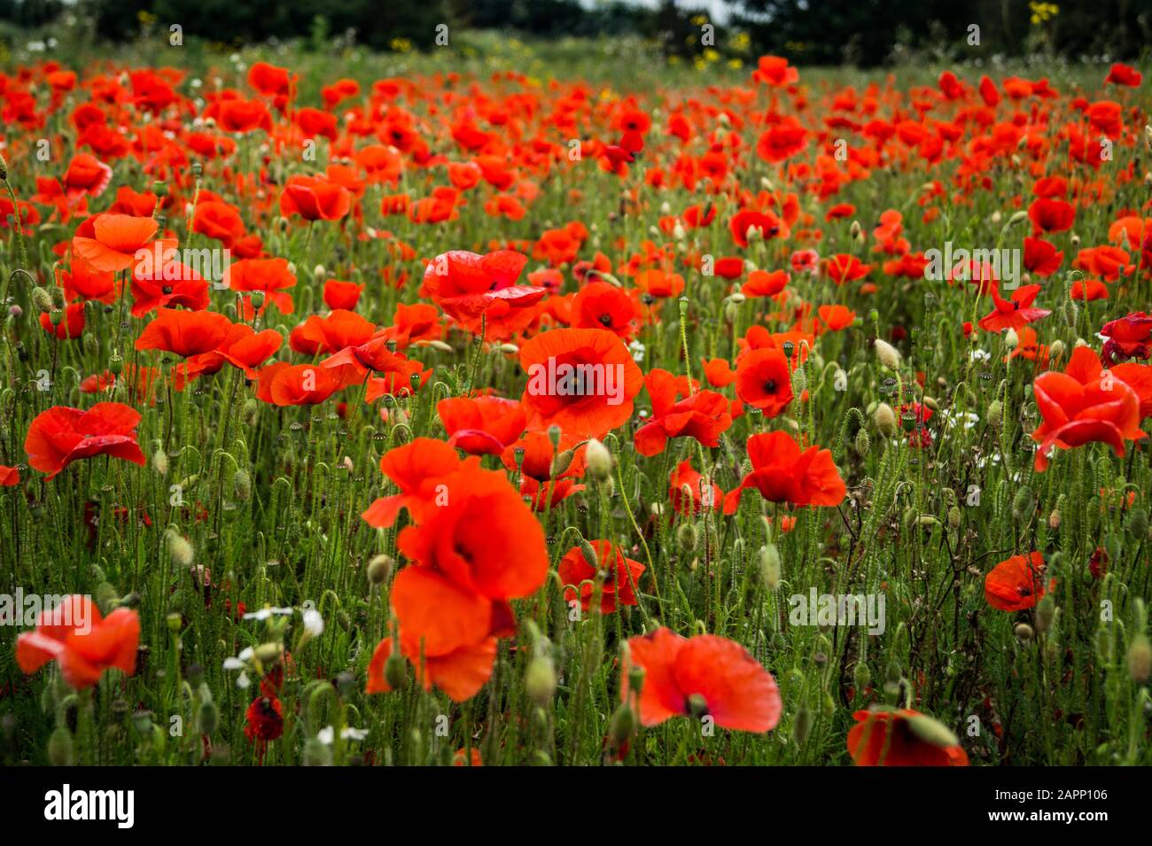 Rolling Poppy Fields in Flanders WW1 world war 1 battlefield remembrance  panoramic banner background image Stock Photo - Alamy
