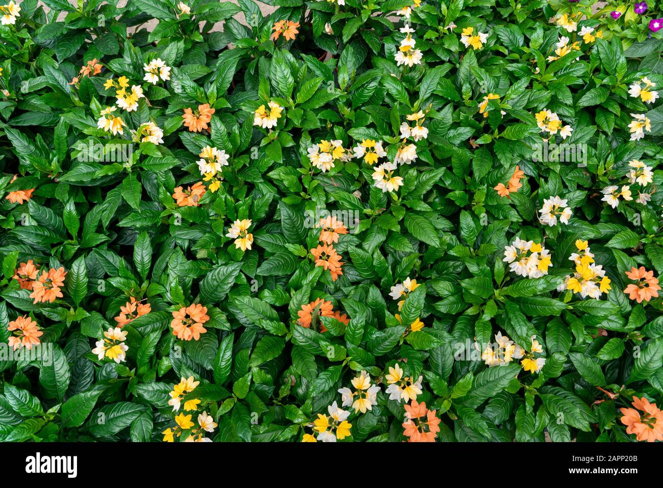 beautiful flowerbed of orange, yellow and white petals Crossandra flowers , a genus of plants in the family Acanthaceae. Stock Photo