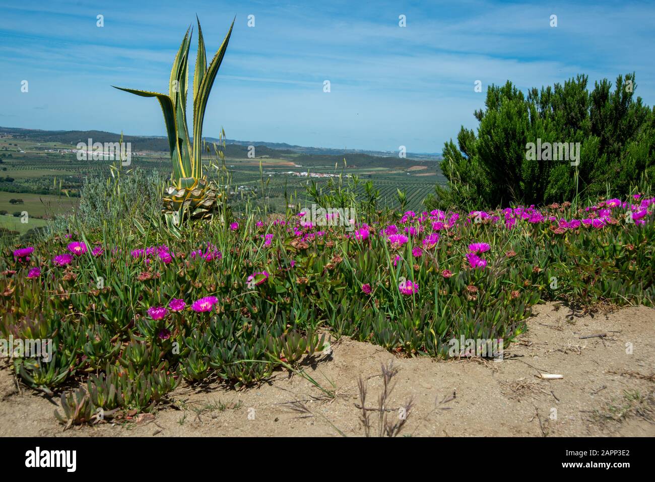 Aufnahme mehrerer lila Blüten mit einem Blick über die Landschaft Stock Photo