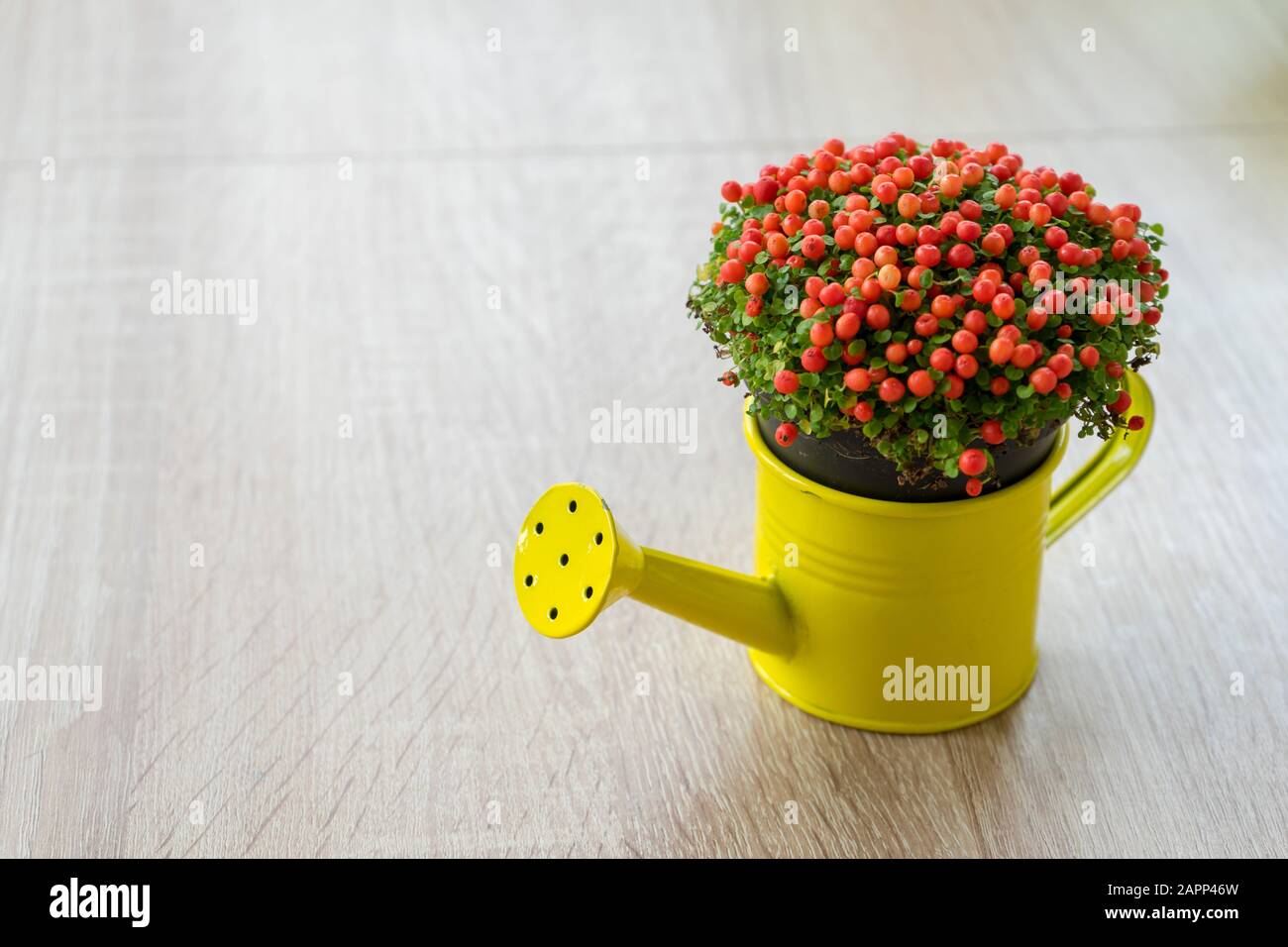 Small ornamental flower with red beeds in a yellow watering can. Nertera granadensis. Coral bead plant. Pin-cushion plant. Coral moss. Baby tears. Stock Photo