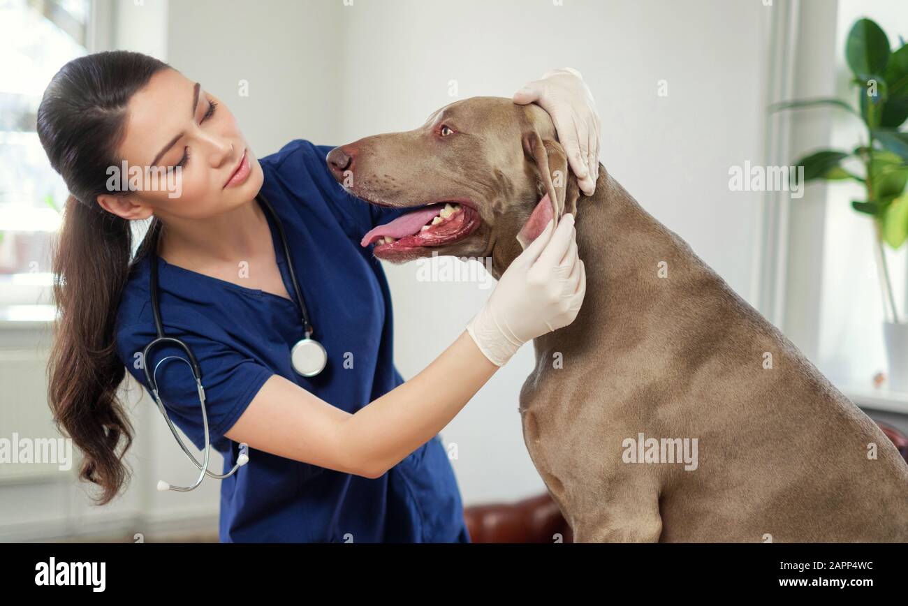Veterinary surgeon and weimaraner dog at vet clinic Stock Photo