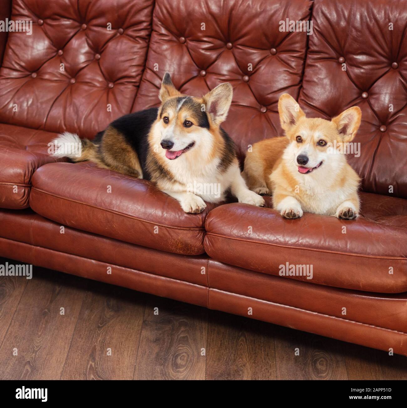 Two cute corgi dogs on a sofa Stock Photo