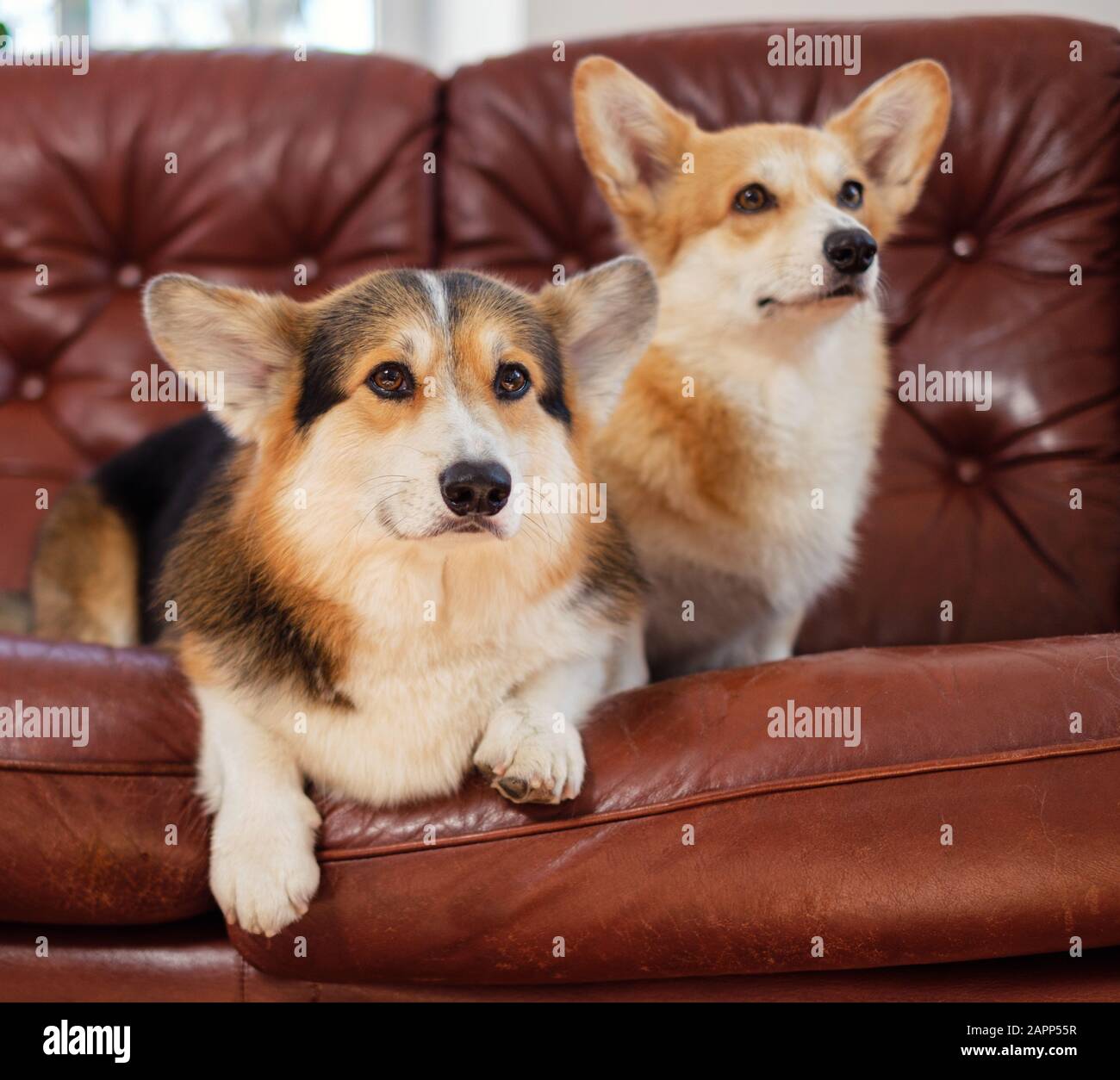 Two cute corgi dogs on a sofa Stock Photo