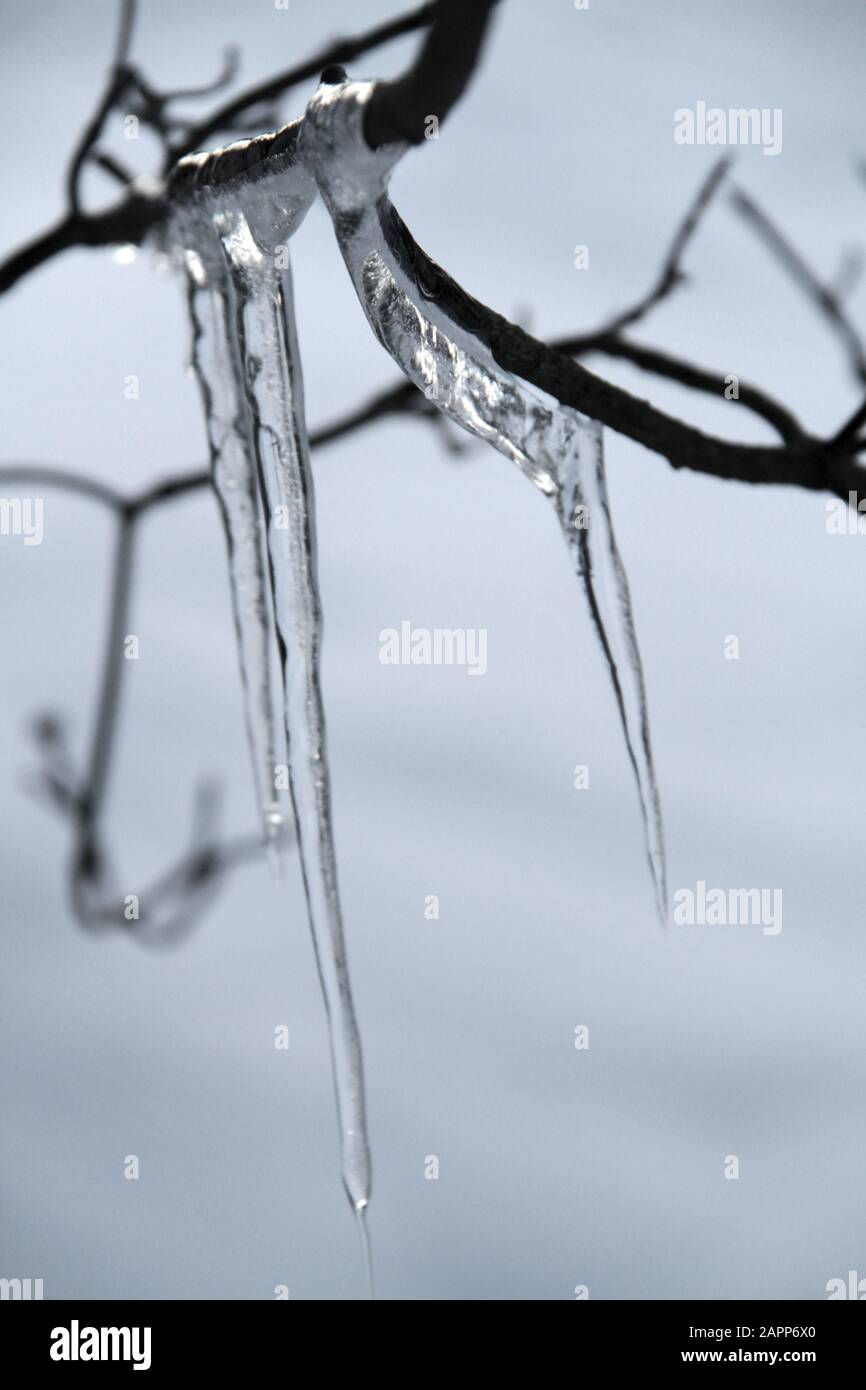 Icicles hanging from tree branches Stock Photo