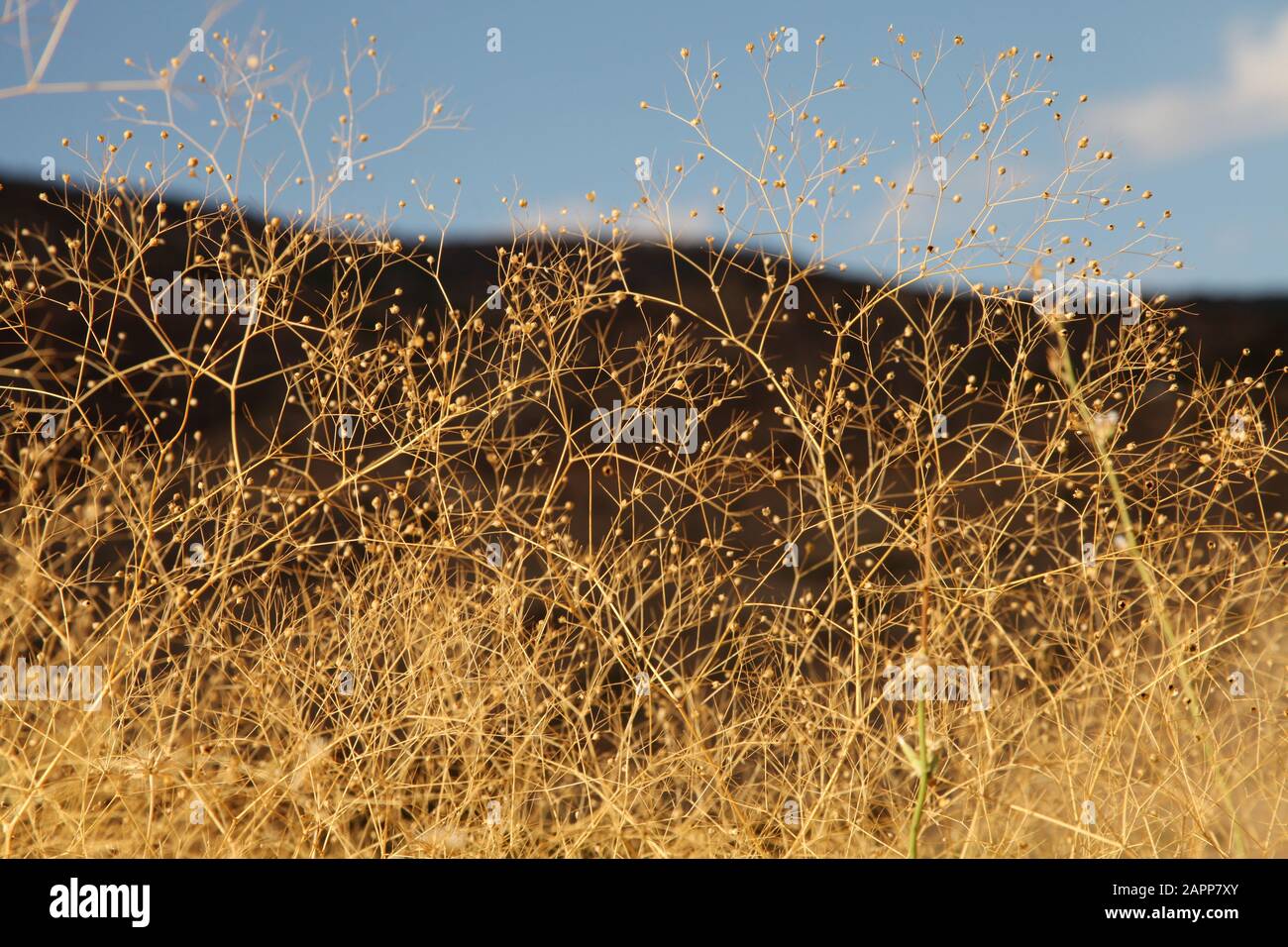 Closeup view of dry gypsophila paniculata flowers Stock Photo Alamy