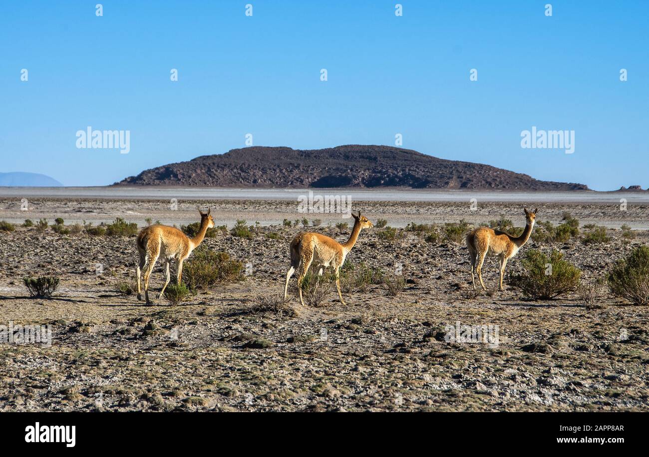 Vicuna (Vicugna vicugna) or vicugna is wild South American camelid