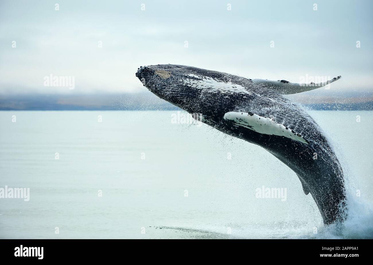 Humpback whale breaching new zealand hi-res stock photography and ...