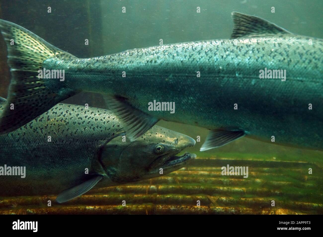 Fish on their way to spawning, view from Ballard Locks in Seattle. The Chinook salmon (Oncorhynchus tshawytscha) also called king salmon. Stock Photo