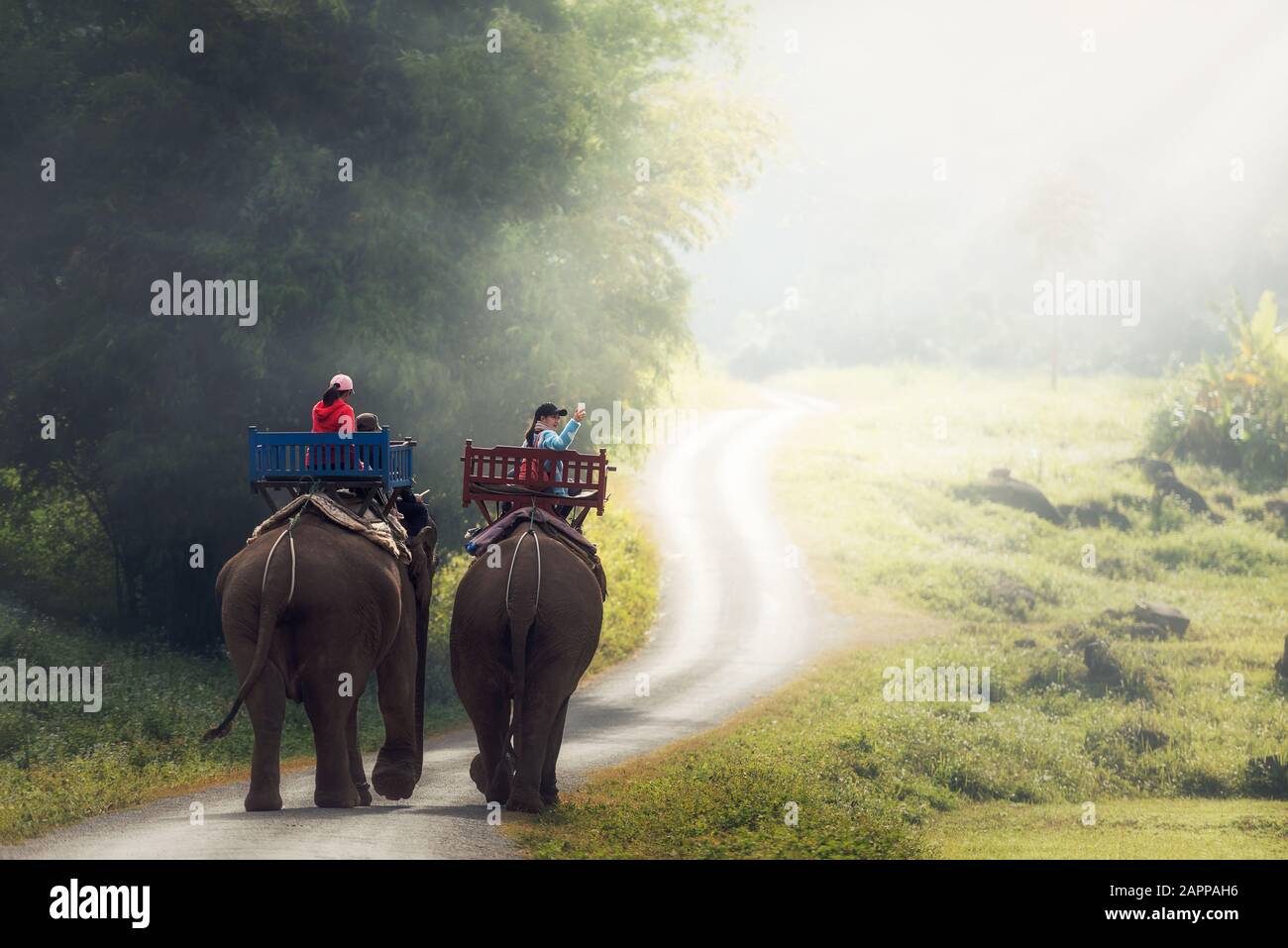Elephant trekking through jungle in northern Laos Stock Photo