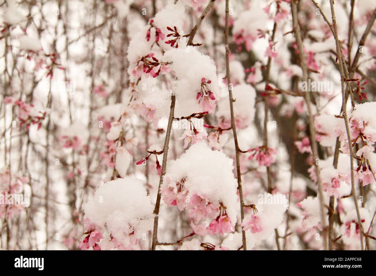 Fresh snow on a blossoming Weeping Cherry Stock Photo - Alamy