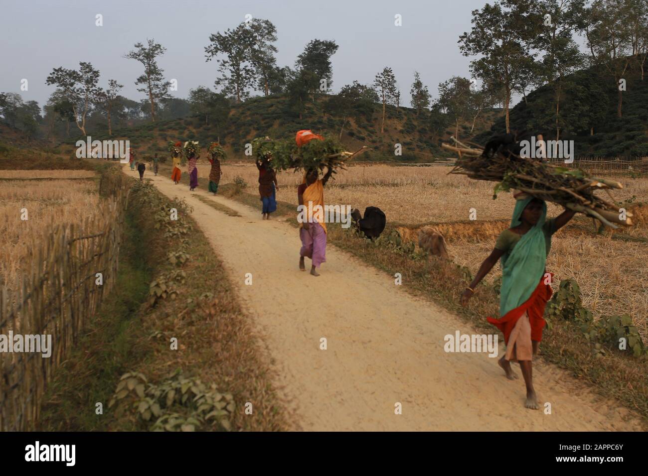 January 24, 2020, Sreemangal, Bangladesh: Rural women carry firewood on their heads during the sunset on the outskirts of Shreemangal, Moulvibazar district. (Credit Image: © MD Mehedi Hasan/ZUMA Wire) Stock Photo